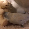 くまちゃんだいすき