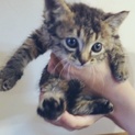 おめめパッチリの綺麗なアメショ風仔猫