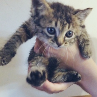 おめめパッチリの綺麗なアメショ風仔猫