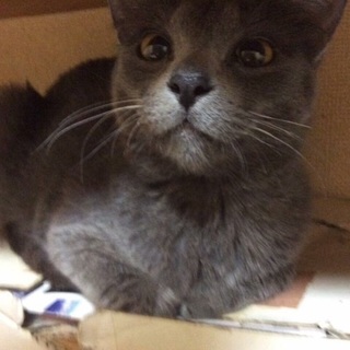 多頭崩壊　大人しいココちゃん