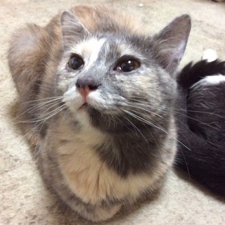 多頭崩壊　甘えんぼマロンちゃん