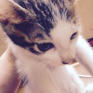 可愛がっていただける方