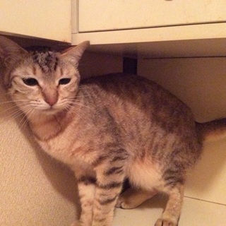 多頭崩壊　小さくて可愛い小梅ちゃん
