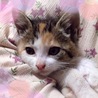 2ヶ月　美人なキジ三毛の茜ちゃん サムネイル3