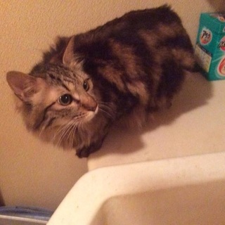 多頭崩壊　モフモフ汐ちゃん