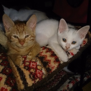 新しい家族を探しています！