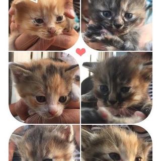 子猫6匹保護しました