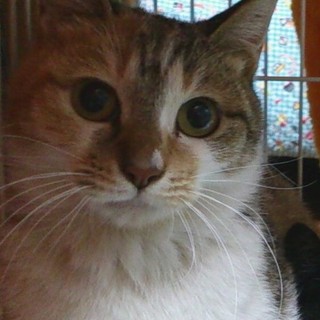 ウサギゲージから出して。自由になりたい。