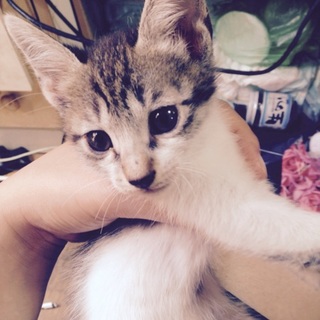 可愛がっていただける方