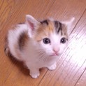 生後１ヶ月5子猫の内４猫終了/ママ猫+白キジ募集中