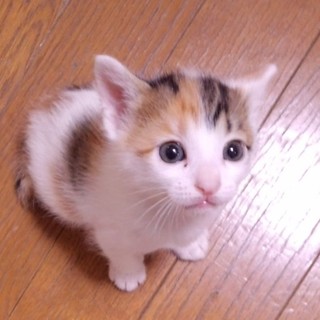 生後１ヶ月5子猫の内４猫終了/ママ猫+白キジ募集中