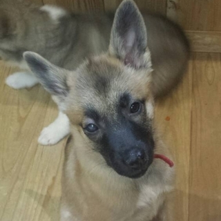 元気いっぱい 小さめの女の子  ４ヶ月 