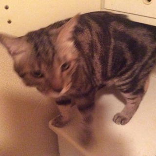 多頭崩壊 人懐こい桃くん
