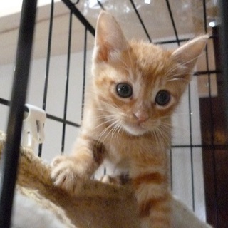 子猫４兄妹　茶トラあっくん