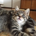 子猫3匹里親募集しています。