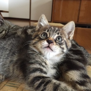 子猫3匹里親募集しています。