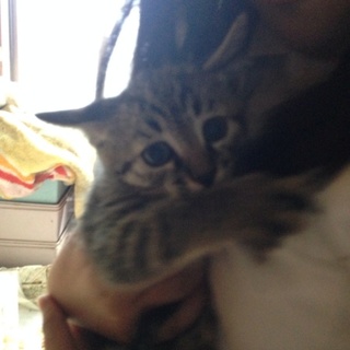 可愛い子猫です