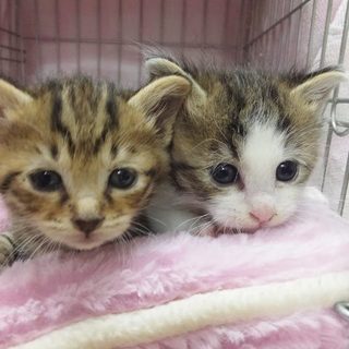 生後１カ月半の兄妹です！