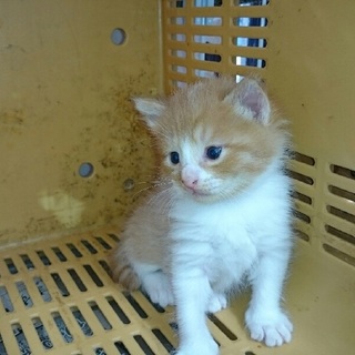 ねこちゃんを愛してくださる方へ。