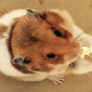 ゴールデンハムスターの男の子