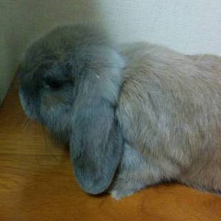 里親様決定 沢山のご応募ありがとうございました。