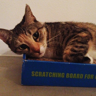 アメリカ／マイアミで保護した猫