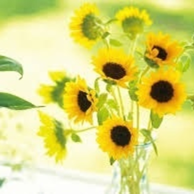 ひな。のカバー写真