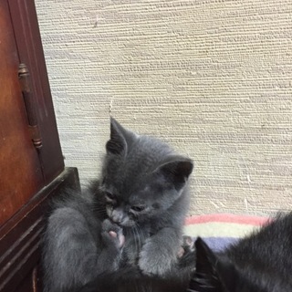 ロシアンブルー色のネコちゃん。男の仔です。