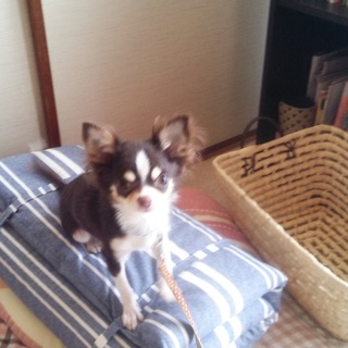 チワワ　男の子　９か月