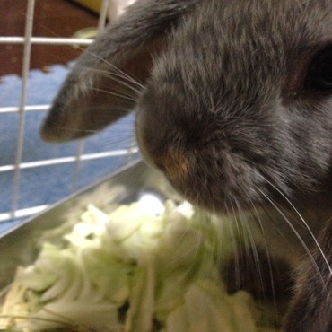 雷牙（らいが）の写真