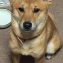 シバ犬の女の子の里親募集します