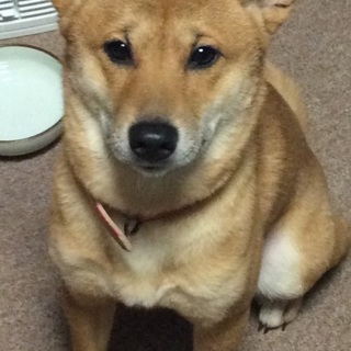 シバ犬の女の子の里親募集します
