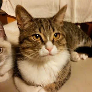 この子の里親になって下さい