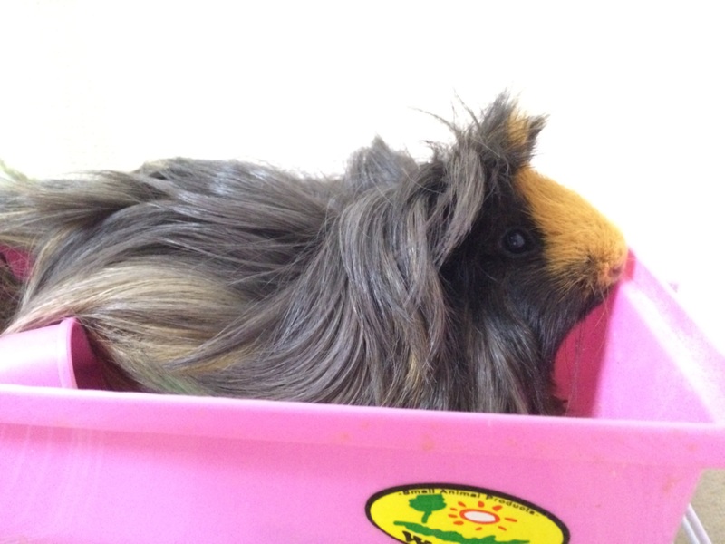巻き毛モルモット 大切に育ててくれる方募集 サムネイル2