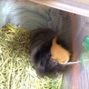 巻き毛モルモット 大切に育ててくれる方募集 サムネイル3