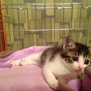 ほわほわ仔猫　杏仁ちゃん