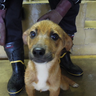 緊急募集！！約6ヶ月の元気な姉妹子犬