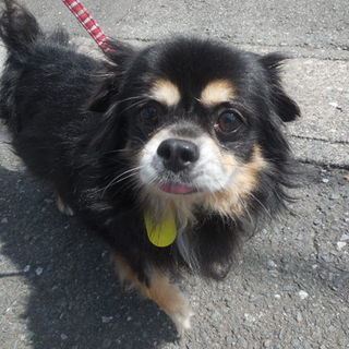 犬より人が好きなのさ　メル太