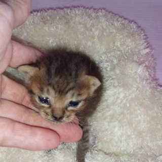 解体してた土間から子猫が出てきました