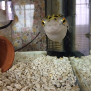 汽水 ミドリフグ