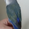 可愛いコザクラインコ(バイオレット) サムネイル2