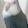 可愛いコザクラインコ(バイオレット) サムネイル4