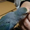 可愛いコザクラインコ(バイオレット) サムネイル5