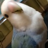 可愛いコザクラインコ(バイオレット) サムネイル7