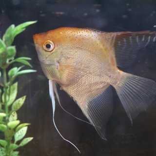 エンゼルフィッシュ+コリドラス