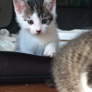 決定☆『ラム』冒険心溢れる可愛らしい男の子