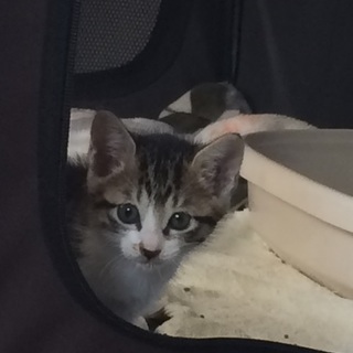 決定☆『ラン』臆病で慎重派な女の子