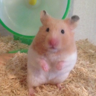 2ヶ月齢ゴールデンハムスター