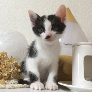 ☆生後1ヶ月半☆里親募集