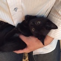 福岡県！黒猫男の子！4か月